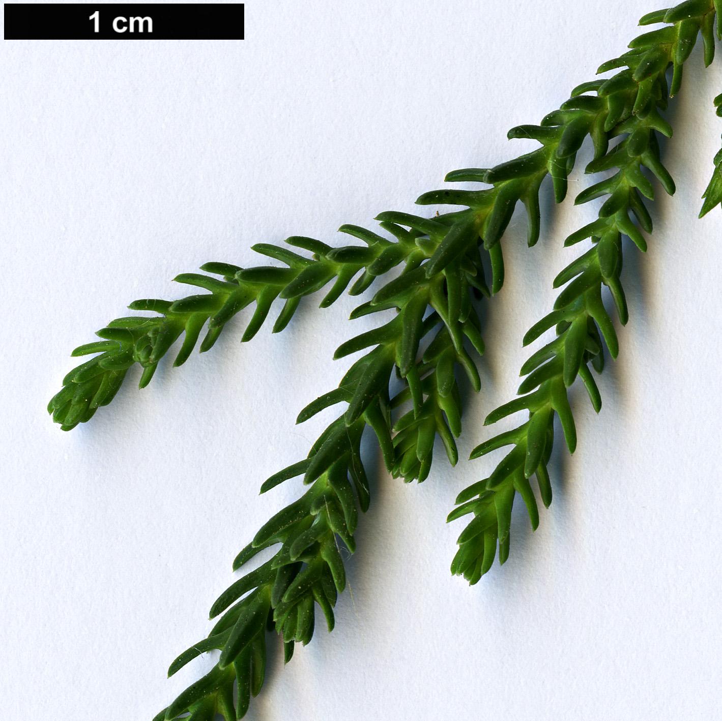 High resolution image: Family: Podocarpaceae - Genus: Pherosphaera - Taxon: hookeriana 